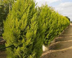 Image result for Cupressus macrocarpa