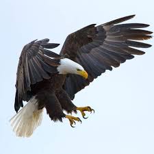 Eagle Panosundaki Pin