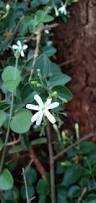 Image result for Jasminum fluminense