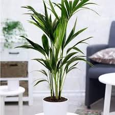 11 Zimmerpflanzen Fur Dunkle Ecken Pflanzen Zimmerpflanzen Haus Und Garten