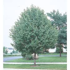So glad i snapped this image last fall. 10 25 Gallon White Bradford Flowering Pear Flowering Tree In Pot L3235 In The Trees Department At Lowes Com