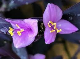 Image result for Tradescantia pallida