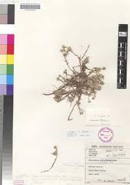 Image result for Helichrysum lineare