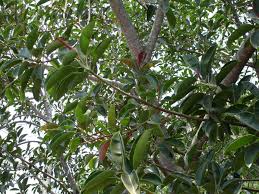 Elastica was formerly an economically important rubber crop, and its common name 'rubber tree' has led to confusion with the 'para rubber tree' that replaced it as the main source of rubber, hevea brasiliensis. Ficus Wiktionary