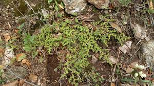 Image result for Landolphia glabra