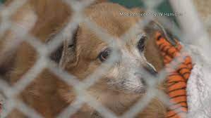 Learn more about animal friends humane society in hamilton, ohio, and search the available pets they have up for adoption on petcurious. Local Animal Shelter Looking For Volunteers For Walk A Hound Event Wkrc