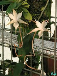 Image result for Aerangis splendida