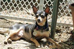 I am pretty sure my baby, cora, is a min pin chihuahua mix with some terrier as well. Dog For Adoption Pepe A Miniature Pinscher Chihuahua Mix In Hazelwood Mo Petfinder
