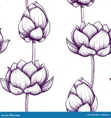 Botanical Illust Stock Illustrations