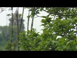 Der südchinesische gelehrtengarten ist ein geschenk der partneruniversität tongji universität in shanghai und wurde in 1990 erbaut. Der Neue Botanische Garten In Shanghai Kultur 21 Youtube
