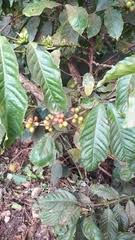 Image result for Calycosiphonia spathicalyx