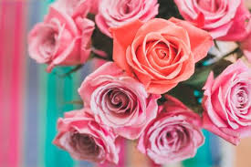 Maybe you would like to learn more about one of these? 6 Ways To Make Your Valentine S Day Roses Last Longer
