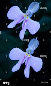 Image result for Impatiens hochstetteri