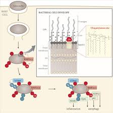 Image result for nemoci u%u0161  u ps%u016F