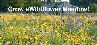 Wildflower Farm Good Selection Of Wildflowers In Packets Or In Bulk Meadow Garden Wild Flowers Wildflower Garden