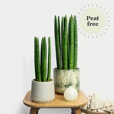 Image result for Sansevieria