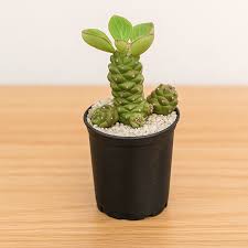 Image result for Monadenium discoideum