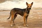Indian Pariah Dog Breed Information | Dogspot.in