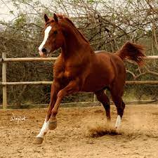 Pin By Monica Edwards On Horses In 2021 Horses Animals Arabian Horse