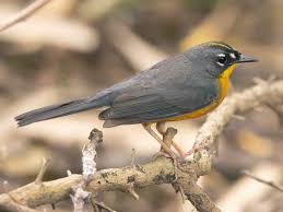 Image result for Phyllanthus taylorianus