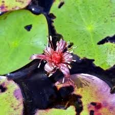 Image result for Brasenia schreberi