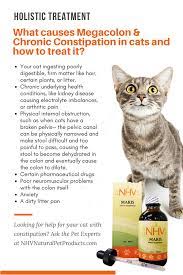 It is prescribed to provide relief from laxatives come in various forms like pills, capsules, and liquids, suppositories and enemas. Pin On Keeping Your Cat Healthy