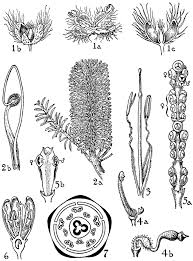 Image result for Olacaceae