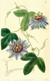 B7448347763de87e16188e82ebf50aa9 Jpg 600 966 Pikseli Flower Illustration Botanical Drawings Botanical Illustration
