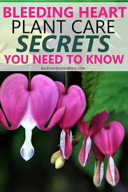 Bleeding Heart Plant Care Secrets You Should Know Bleeding Heart Plant Bleeding Heart Flower Bleeding Heart