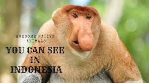 'close up of a bornean orangutan, pongo pygmaeus' world traveler. Awesome Native Animals You Can See In Indonesia Youtube