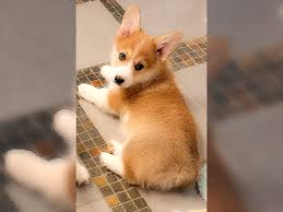 By following corgi addict you may become addicted to corgis as well. Females Pembroke Welsh Corgi Bison Ridge Corgis