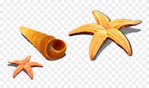 For more information and source, see on this link : Starfish Seashell Snail Seafood Caracol Estrella De Mar Png Clipart 194414 Pinclipart