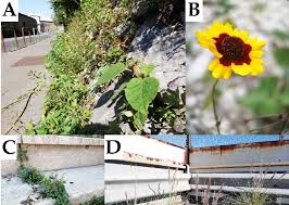 Image result for Emilia debilis