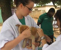 Veterinary Internships Abroad Projects Abroad