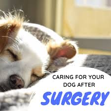 Jan 30, 2020 · while waiting for your dog to be taken care of, it is important to reassure him, immobilize him and try to reduce his fracture. What To Expect After Your Dog Has A Front Leg Amputated Pethelpful