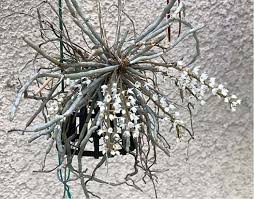 Image result for Microcoelia stolzii