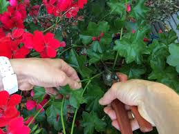 Pour bouturer dans l'eau, il faut : Bouture De Geranium Comment La Realiser Et La Reussir