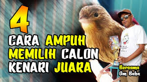 Maybe you would like to learn more about one of these? Cara Tepat Memberi Telur Pada Kenari Supaya Gacor Manfaat Telur Puyuh Dan Ayam Youtube