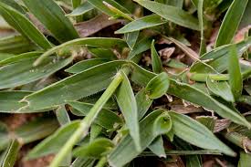 Image result for Sporobolus coromandelianus