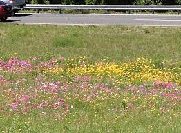 We did not find results for: Florida S Wildflowers Are In Bloom