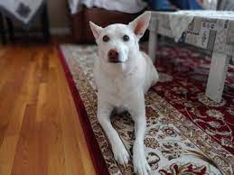 What You Need To Know Before Getting A Husky Lab Mix Animalso