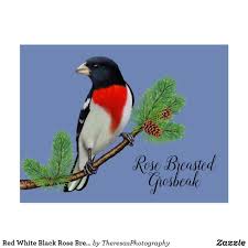 Orange Breasted Bird With Black And White Wings Red White Black Rose Breasted Grosbeak Bird Blue Postcard Zazzle Com Black Rose Birds Red And White