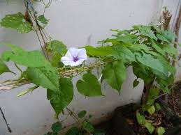 Image result for Ipomoea turbinata
