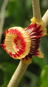 Image result for Napoleonaea gossweileri