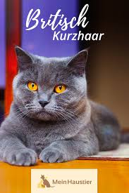 die grossen augen sowie die freundliche und gemutliche art machen die britisch kurzhaar zu einer der beliebtesten k britisch kurzhaar katzen rassen katzenrassen