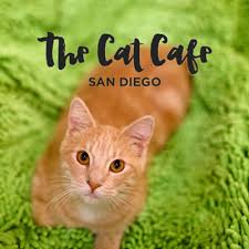 Cat adoptions, private events, and local hang out spot! Cat Adoption San Diego Archives Local Adventurer Travel Adventures In Las Vegas World Wide