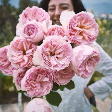Princesse charlene de monaco is a gorgeous 100+ petal fragrant pink rose. The Enticing Rose Princess Charlene Of Monaco Article On Thursd