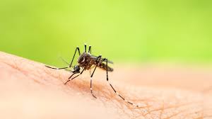 Image result for mosquito bite