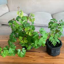 Image result for Rhoicissus rhomboidea