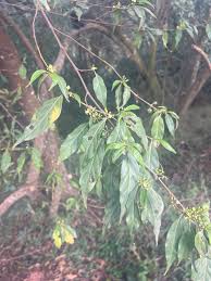 Image result for Rytigynia monantha